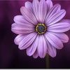 amal_2002